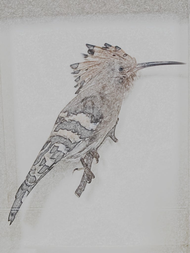 This is a hoopoe specimen that Pamelia photographed at the Natural History Museum in London and I photo-doctored with a colored-pencil tool.