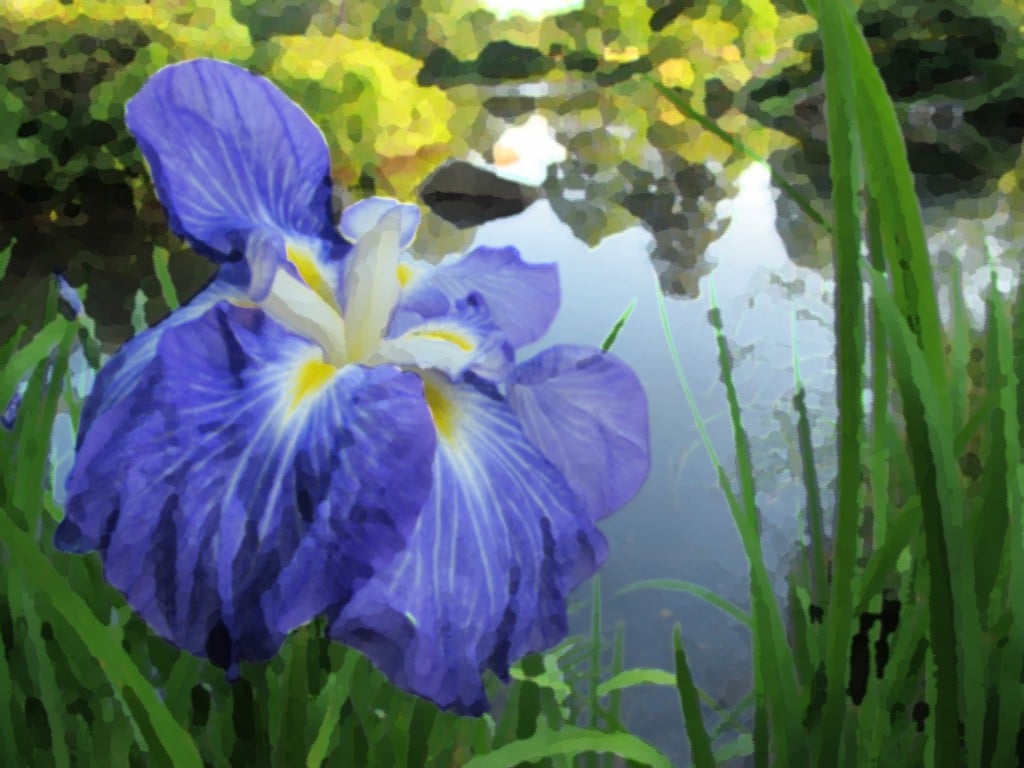 This is a watercolor twist on an iris Pamelia photographed at the Asticou Azalea Gardens on Mount Desert Island.