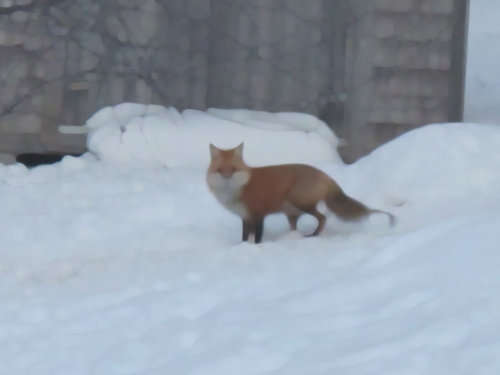 A paint-daubing tool enabled me to alter my photo of a fox in the snow at our house.