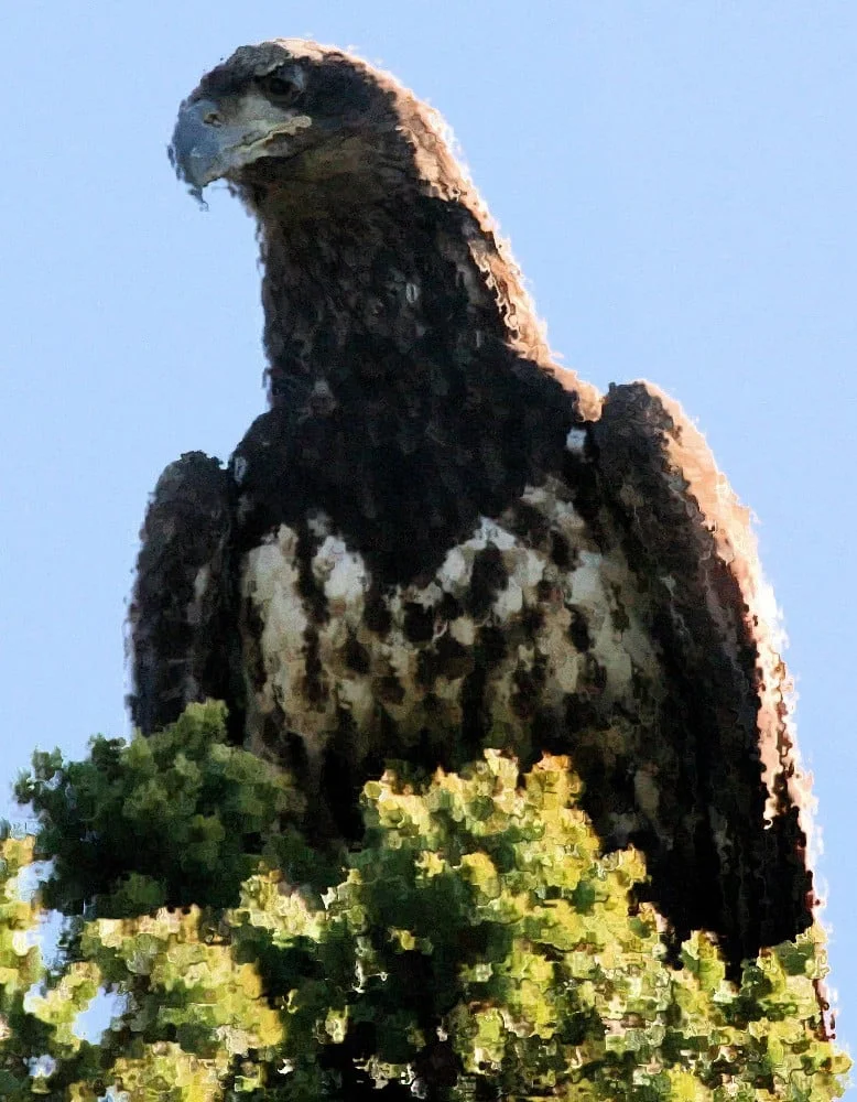 I gave a wave treatment to this photo of a juvenile bald eagle (taken, I think, in 2009 by young ornithologist Pat Johnson, part of the Notebook's founding team).