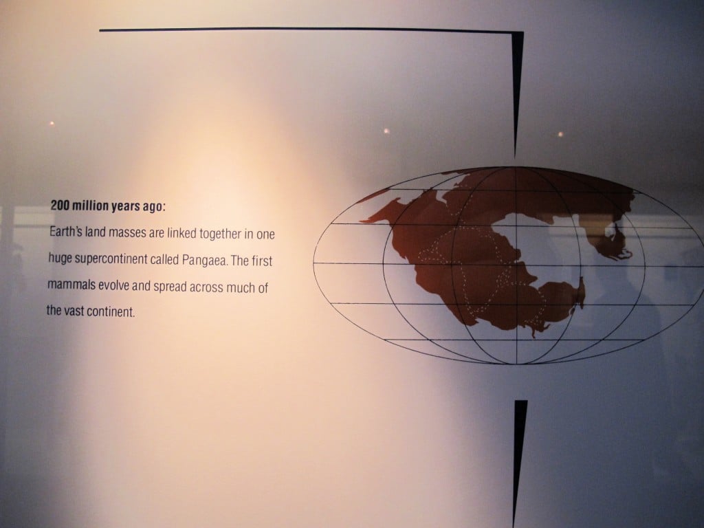 In a recent blog post I showed a mussel shell that resembled a globe with the continents merged. I said that the continents looked that way hundreds of millions of years ago. Well, here's a map of the Earth from 200 million years ago, when continents were connected in a supercontinent called Pangaea. Note that what's now Maine was connected to Africa and was below the equator. The continental plates are still constantly shifting beneath our feet. Right now Maine and the rest of North America are moving away from Europe, toward Asia, at the same rate your fingernails grow.