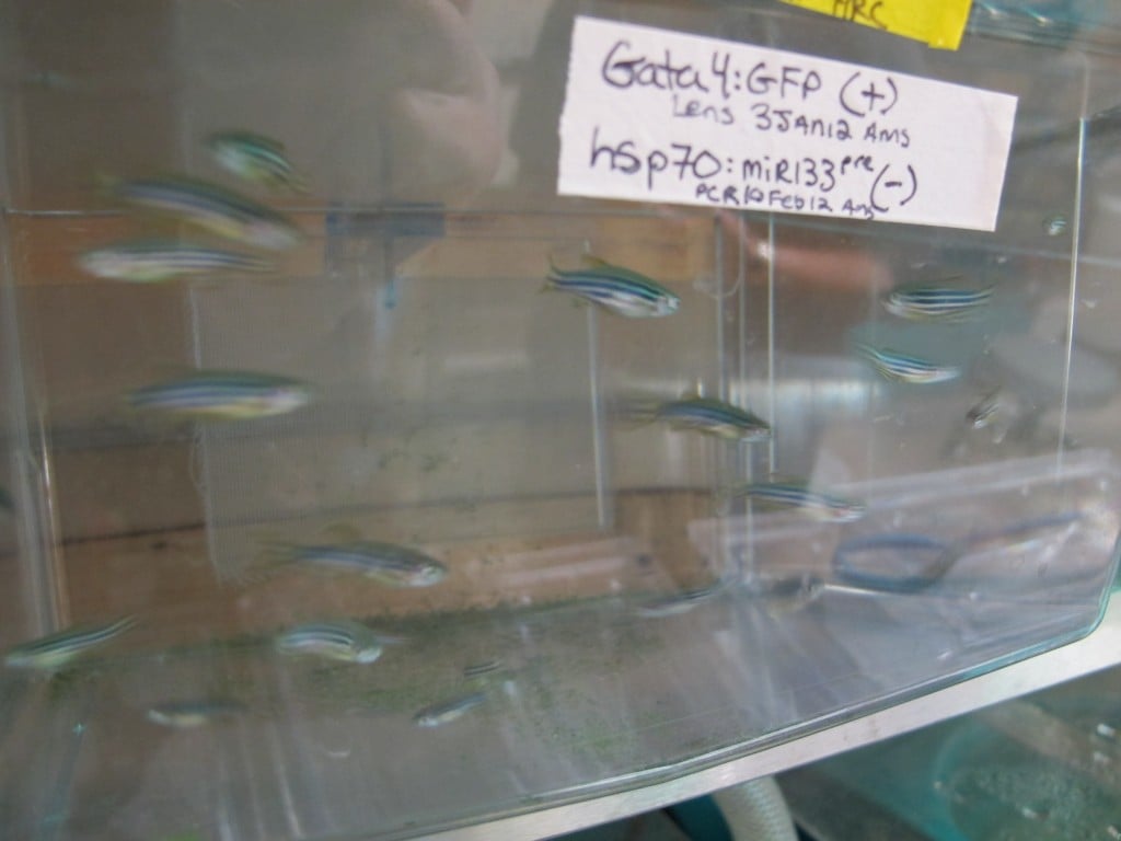 Zebrafish now are used for a lot of MDIBL studies. Among their research-friendly traits, they develop quickly, their genome has been sequenced and their bodies are virtually transparent, allowing a clear view of what's happening inside them. Perhaps most important, given the MDIBL's work on regenerative medicine, zebrafish can regenerate their own fins, spinal column, retinas and even heart muscle.