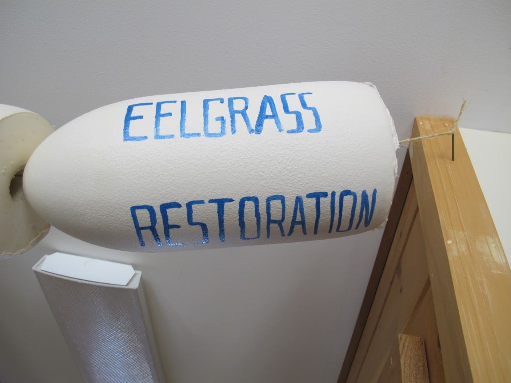 Scientist Jane Disney has expanded her eelgrass-restoration efforts into local schools, where she runs a program she calls Sea Grasses In Classes.