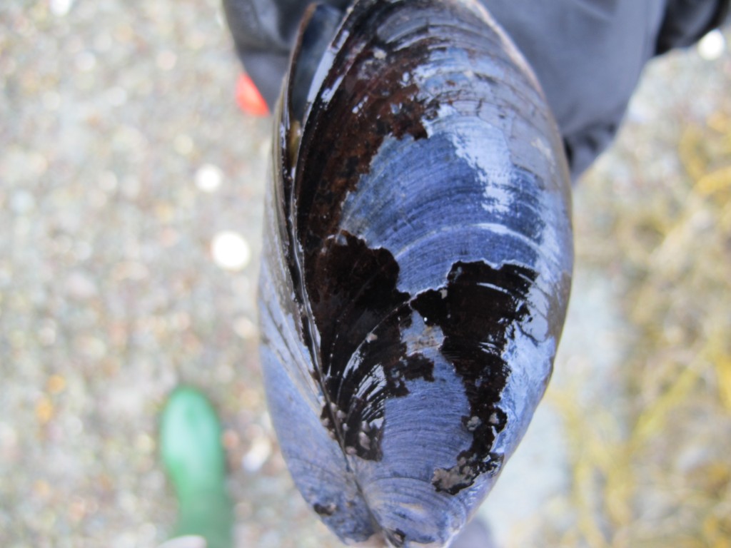 Pamelia found a mussel shell that looked to us like a globe—perhaps one showing the world hundreds of millions of years ago, when the continents were joined in a different configuration.