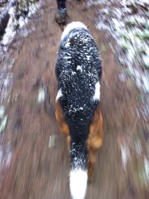 Olympic track champion and Notebook friend Lynn Jennings snapped this swirling shot of her companion Towhee during a brisk Sunday hike through Forest Park in Portland, Oregon. Towhee, an Olympic-caliber trail runner and nature observer, celebrated her 11th birthday last Friday.