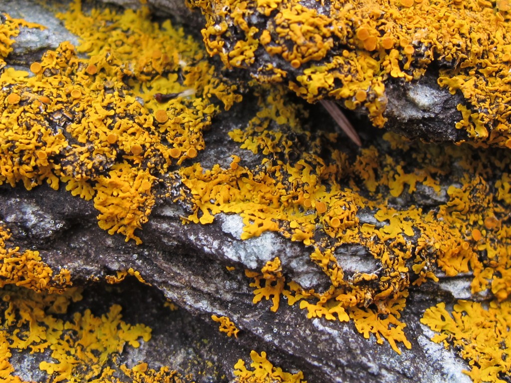 Yellow lichen on rocks along our shore. Lichens are lovely but strange. They're actually two organisms living in combination—algae cells linked with filaments of fungi.