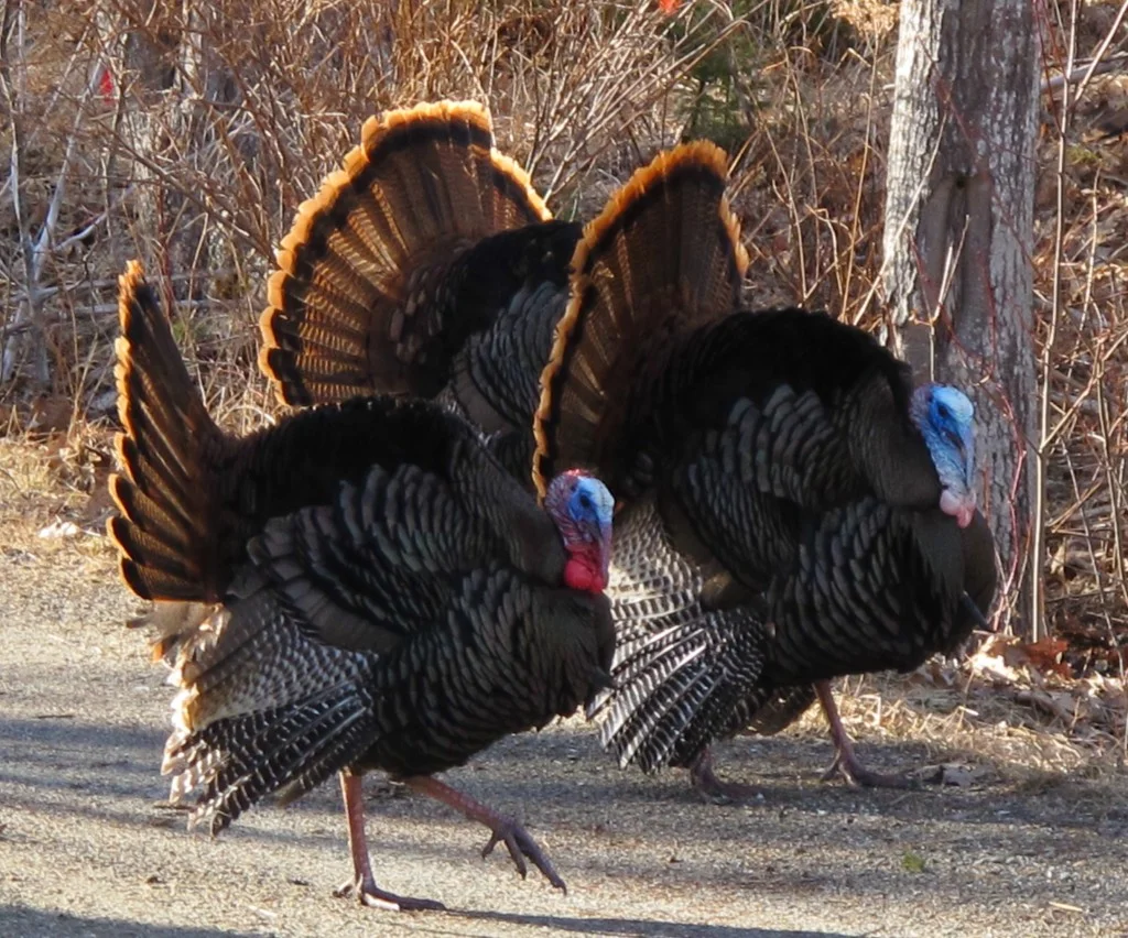 Our 15 wild turkeys were in full strut on Saturday afternoon.