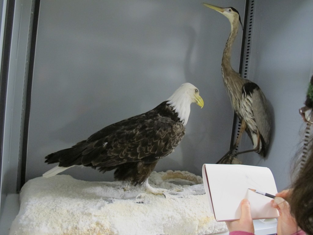 Pamelia sketching a bald eagle, one of the many specimens at the archives. That's a great blue heron on the right.