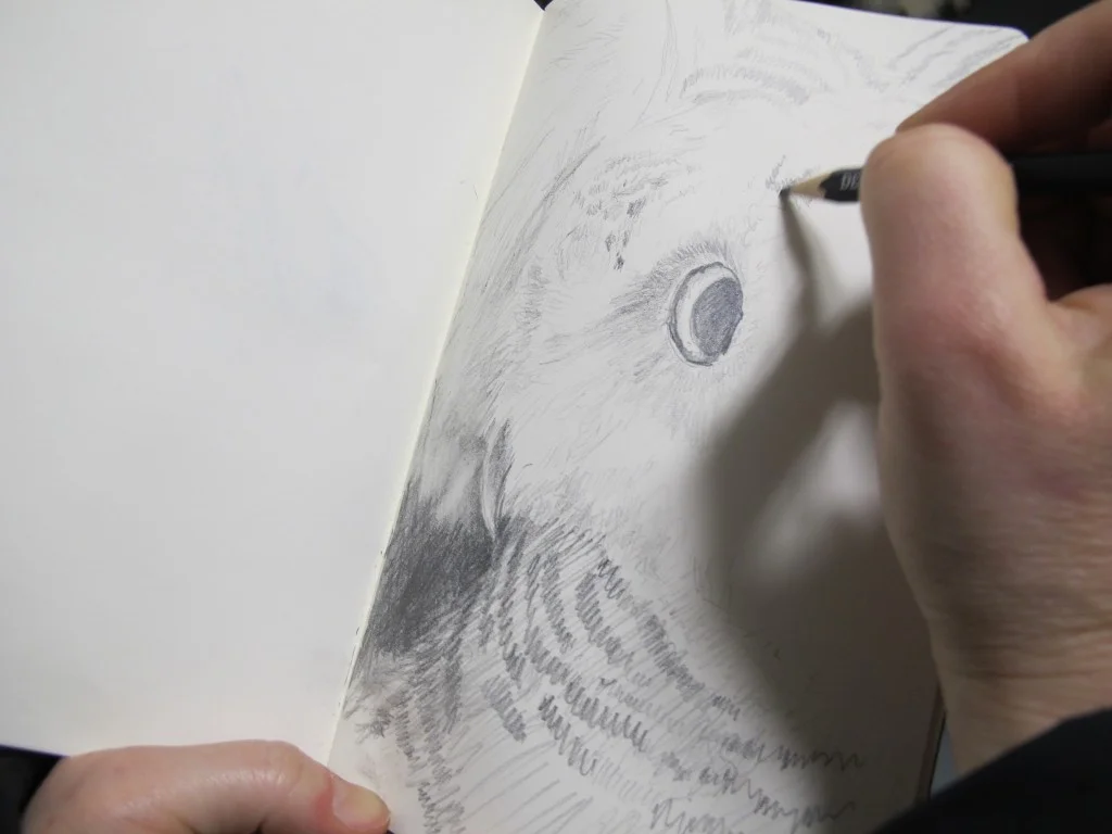 Pamelia focusing on the owl's face.