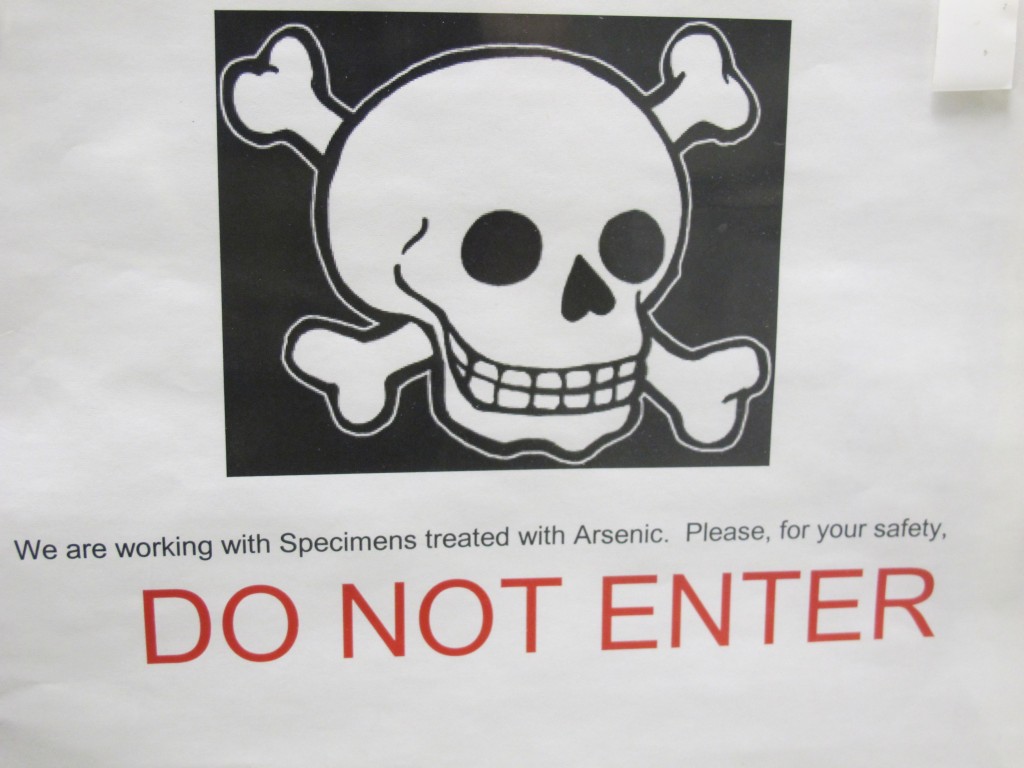 This sign on the door to the main archive room was not a joke. The bird specimens, which are kept in tight-sealing, glass-doored metal lockers, were long ago treated with arsenic, which killed the microbes that would have gradually destroyed the specimens. Pure arsenic may be odorless, but arsenic compounds can smell quite unpleasant. The birds and other preserved animals in the archive exude a strong garlicky, chemical odor that I couldn't take for too long.