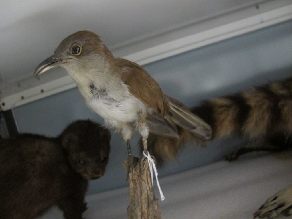 Among the other specimens at the archive are this black-billed cuckoo...