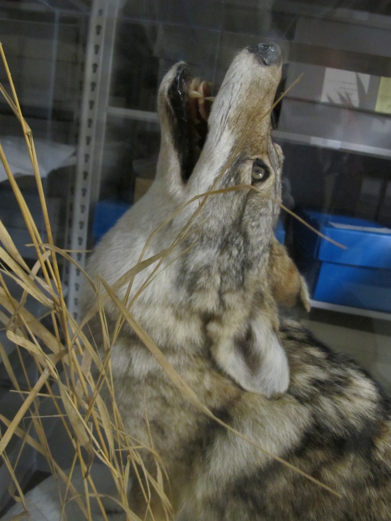...and this howling coyote, whose cousins have been baying lately in the woods within a mile of our house.