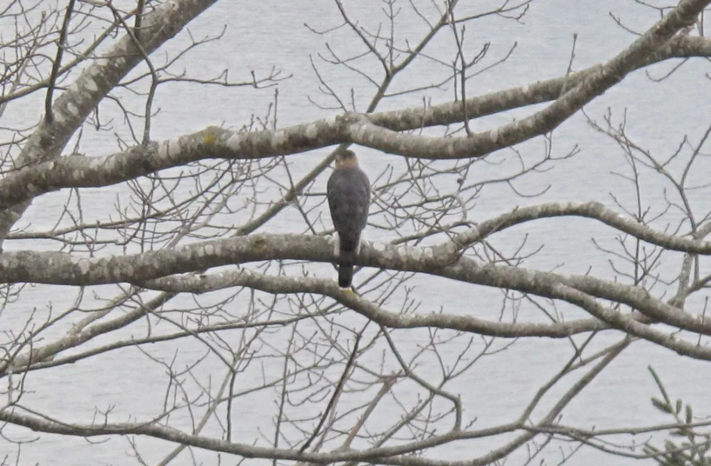 Notice that the tail is squarish. That helped us distinguish the bird from the similar-looking Cooper's hawk.