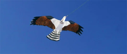 What species of kite is this kite?