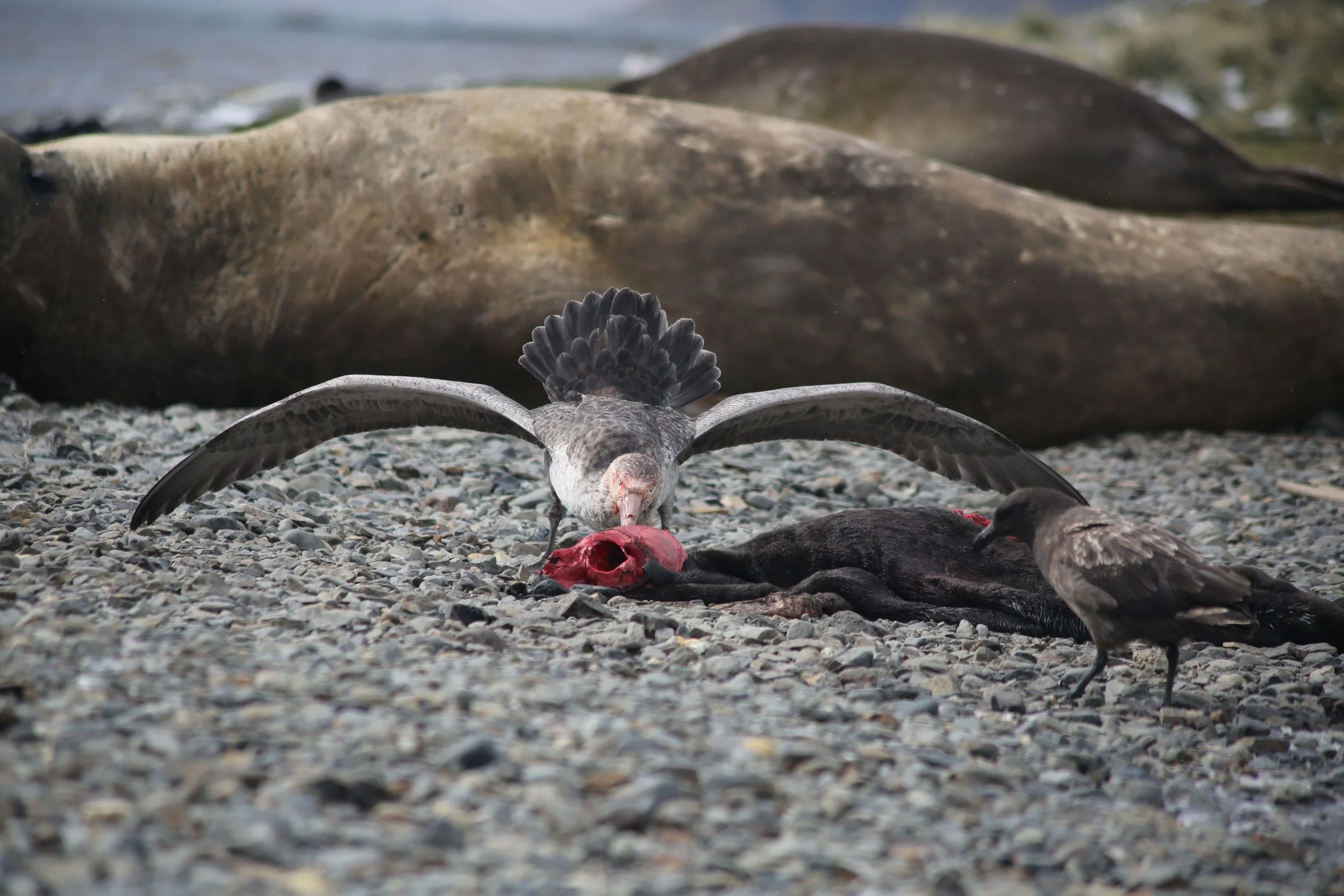 As soon as we landed, we saw a Southern giant petrel eating the ghoulish remains of a young seal.