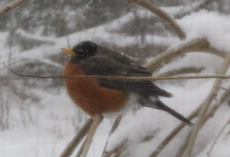 Those are two of the cedar waxwings in the top photo. They're gregarious birds who love to eat berries. This fluffed-up robin was a striking sight on a snowy afternoon.