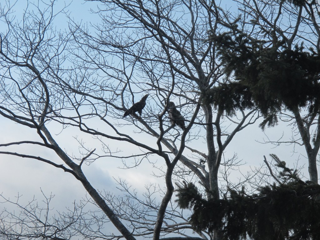 The two eagles after their failed attack.