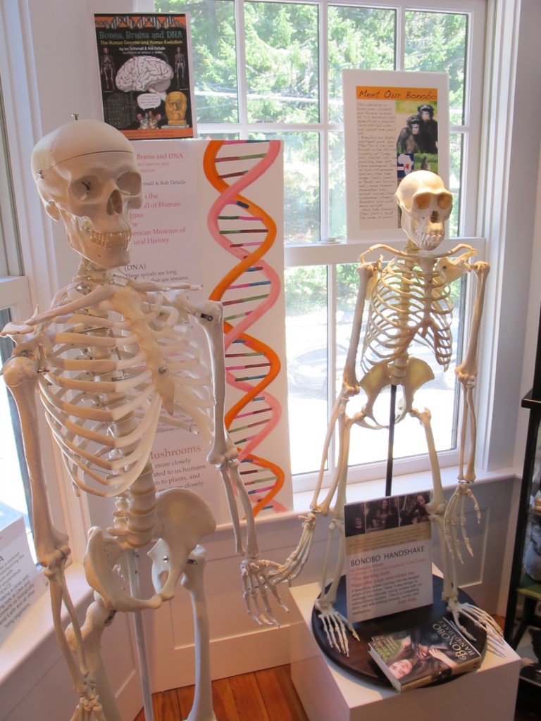 Part of a DNA installation at the Notebook two years ago. The DNA of humans and bonobos (the two types of primates whose skeletons are shown here) are about 99 percent identical.