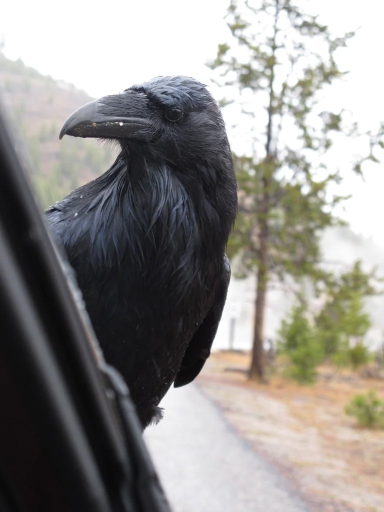 Here's a raven visitor Pamelia photographed as we drove through Yellowstone two years ago.