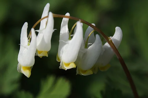 These are the flowers known as Dutchman's breeches—named back in the day when people dried trousers on clothes lines, not in machines.