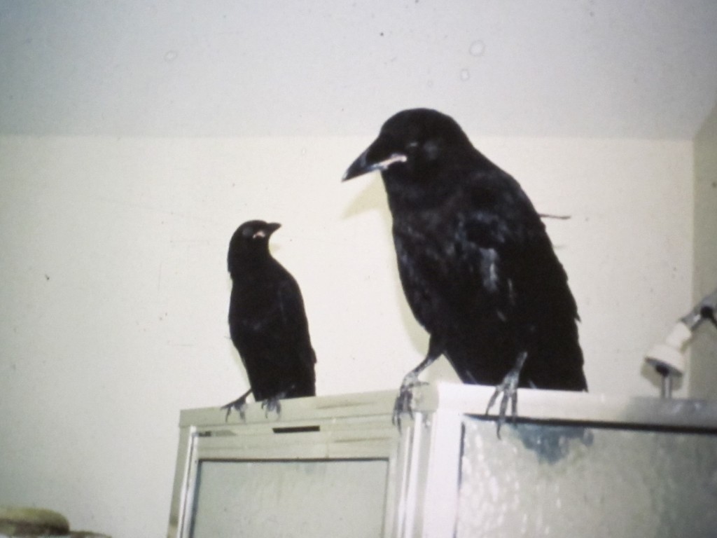 Is it a raven or a crow? That's a raven on the right. Among other differences, ravens are much larger and have a patch of shaggy throat feathers. The illustration below shows the difference in tail shape.