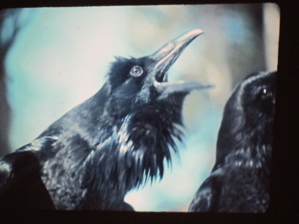 Among their vast range of vocalizations—at least 33 CATEGORIES of sounds, according to the Cornell Lab of Ornithology—ravens make joyful, gurgling noises that help explain why Bernd calls these corvids one of the cheeriest birds in the world.