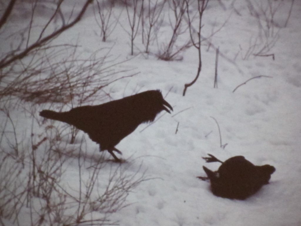 Ravens love to play. The one on the right is rolling around like a dog or cat. Bernd says they do crazy things like that. Each individual is different, he says, and much of the time he's not quite sure what they're doing or why they're doing it.
