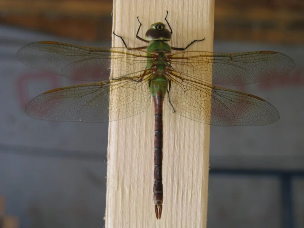 A dragonfly I photographed at our house a couple of summers ago.