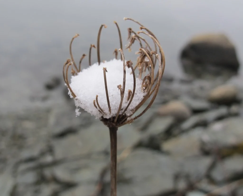 A natural snowcatcher.