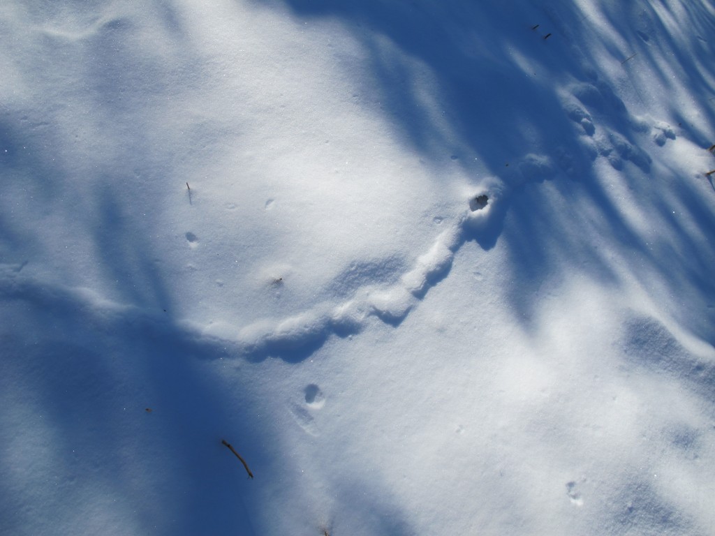 Mouse? Vole? We weren't sure what made this little snow tunnel.