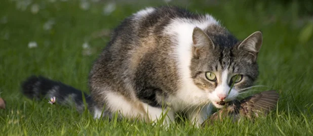 The photo from the American Bird Conservancy website shows why ABC and other wildlife organizations encourage cat owners to keep their kitties indoors.