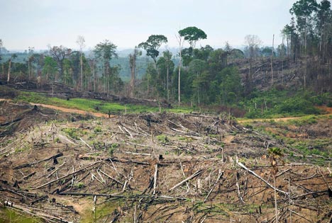 A former Sumatran rain forest.