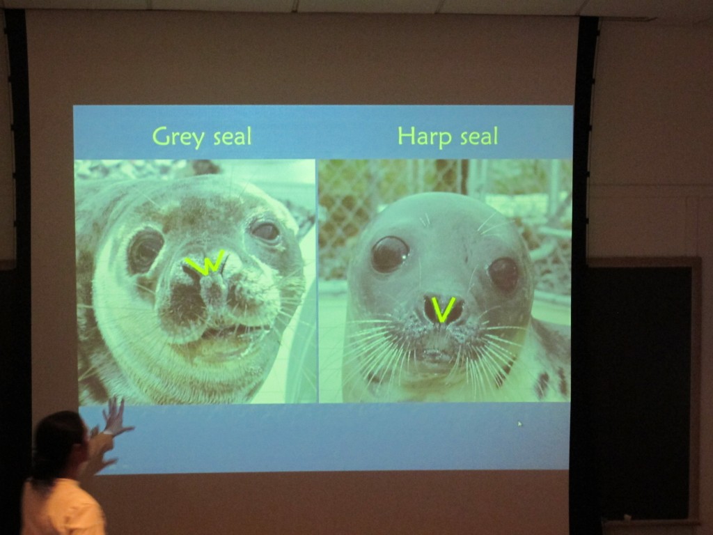 Nostril configuration can help distinguish gray seals (W shape) from harp seals (V shape). Because seals molt, change color while maturing, look different when dry or wet, and generally don't let you close enough to study their nostrils, identifying the type can be challenging even for experts.