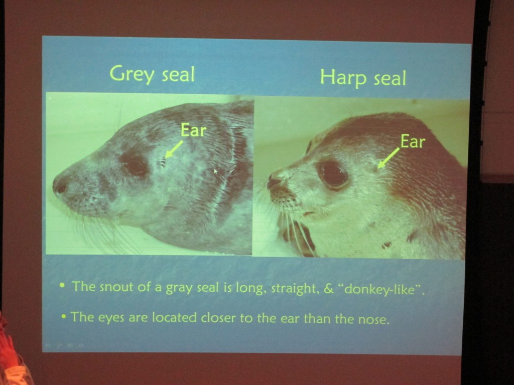 Though gray and harp seals are part of a group called earless seals, they have internal ears and hear well, at least underwater.
