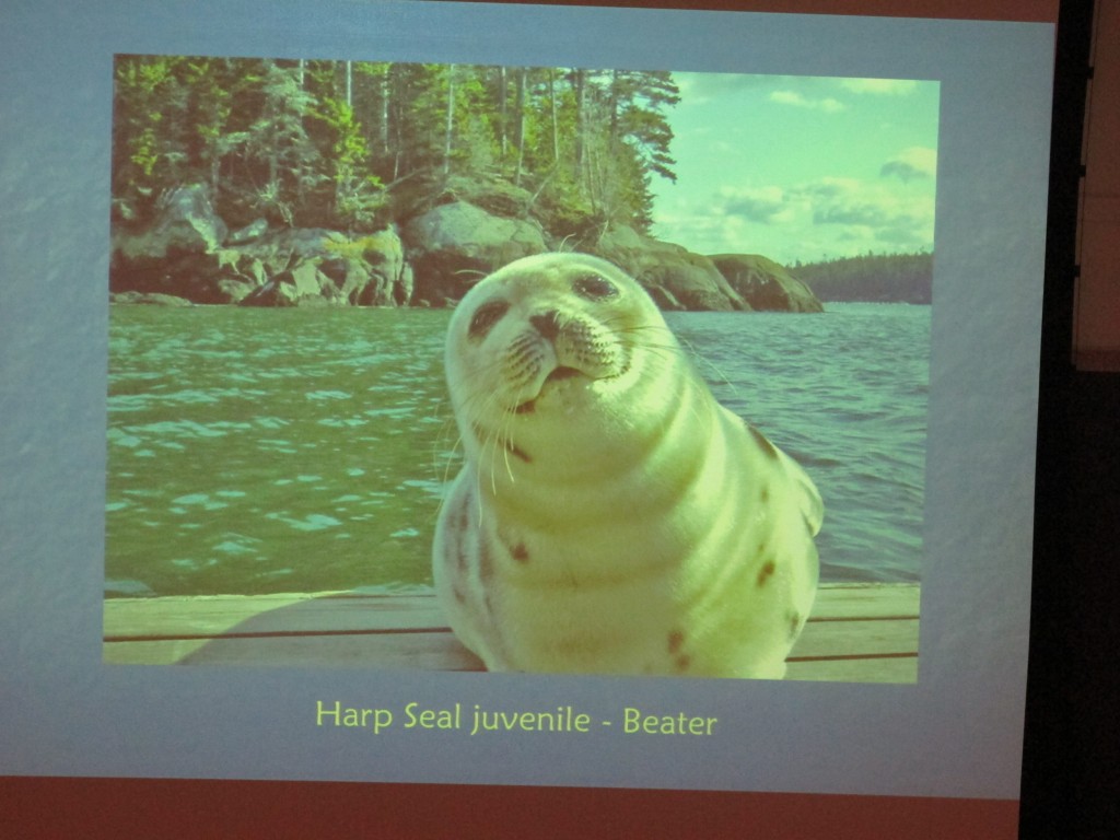 This is the so-called beater stage for a harp seal pup, so named because the pups are just learning to swim and tend to thrash in the water.