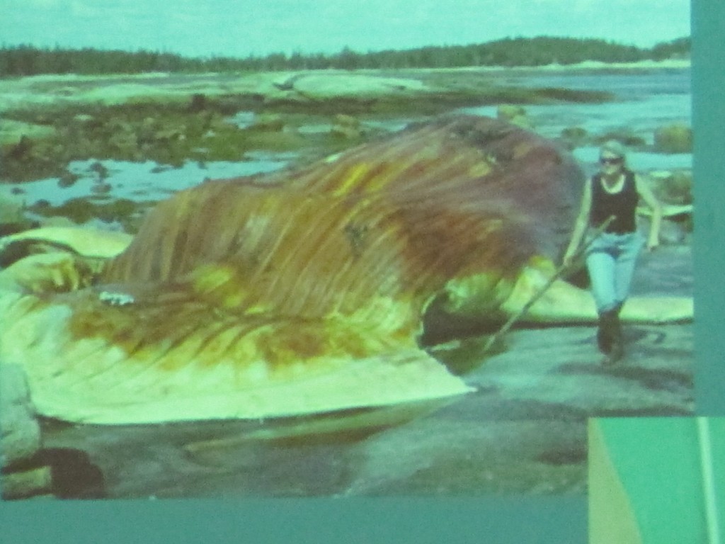 This stranded whale, which Allied Whale was called too late to help, didn't survive. When a whale is on land, away from the buoyancy of the water, its weight can quickly crush its internal organs. If it strands in warm weather, as this one did, its blubbery insides can rapidly cook and become an oily, gushy mess.