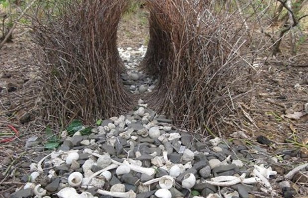 A bower built from twigs by a male bowerbird. Note the shells, rocks and other objects placed in front of it to lure in a female.
