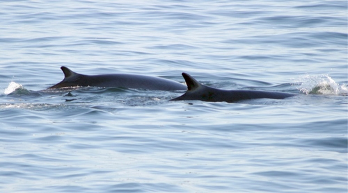 Our new mother and calf.