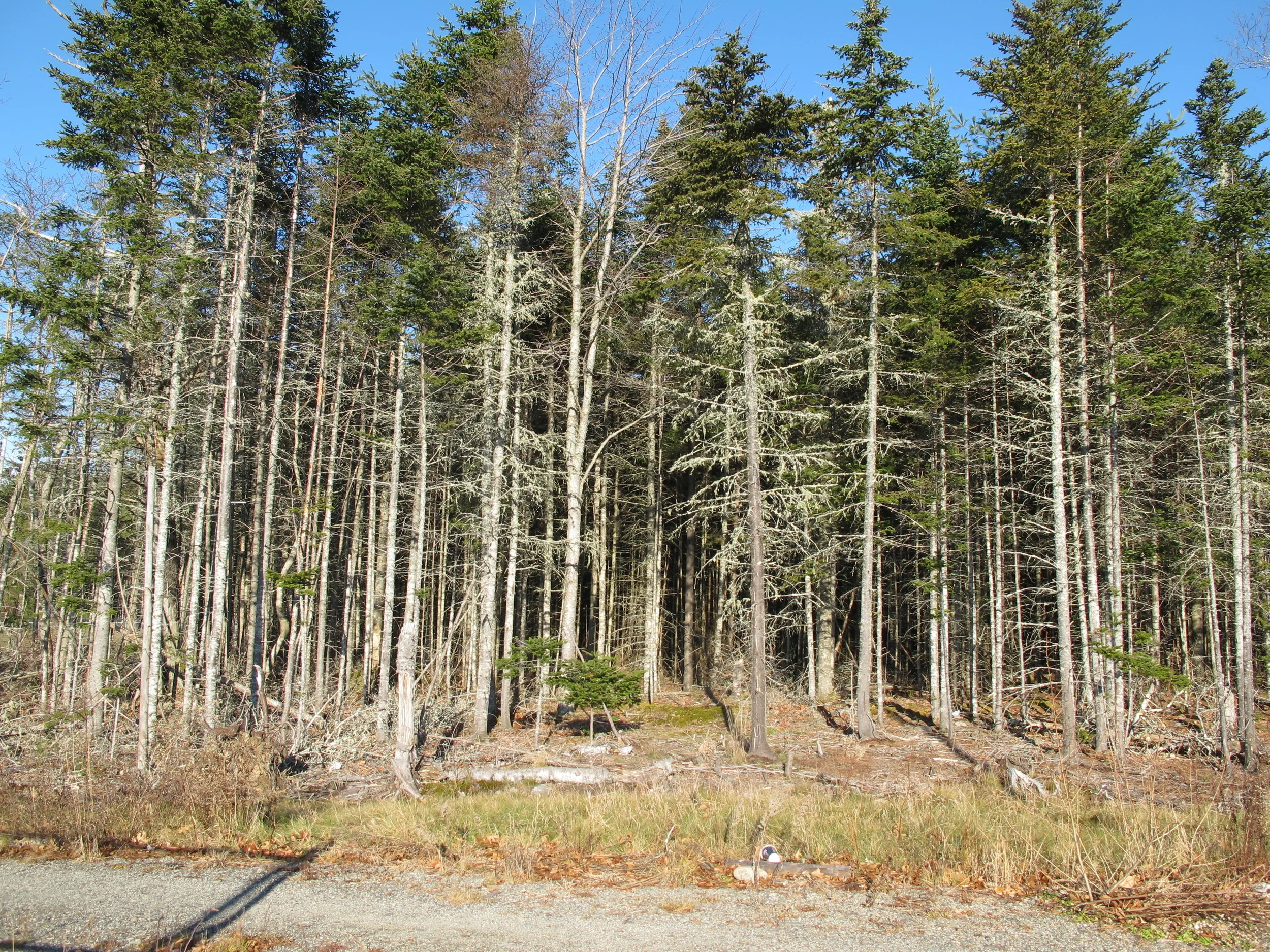 The forest at the edge of the parking lot offers a glimpse of what once covered the hilltop.