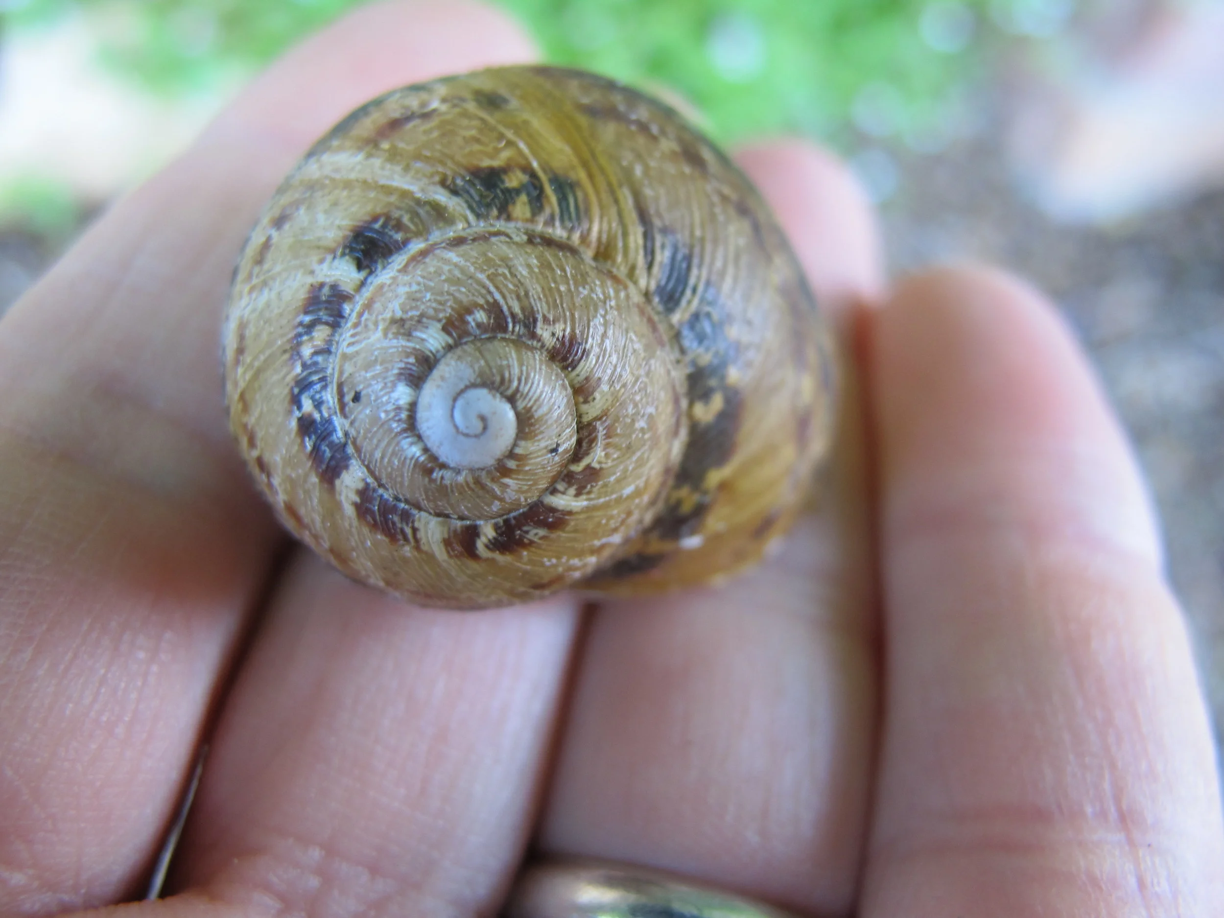 I found this shell in Italy last year when Pamelia and I were at artist Margaret Krug's Seeing and Drawing workshop at Spannocchia.