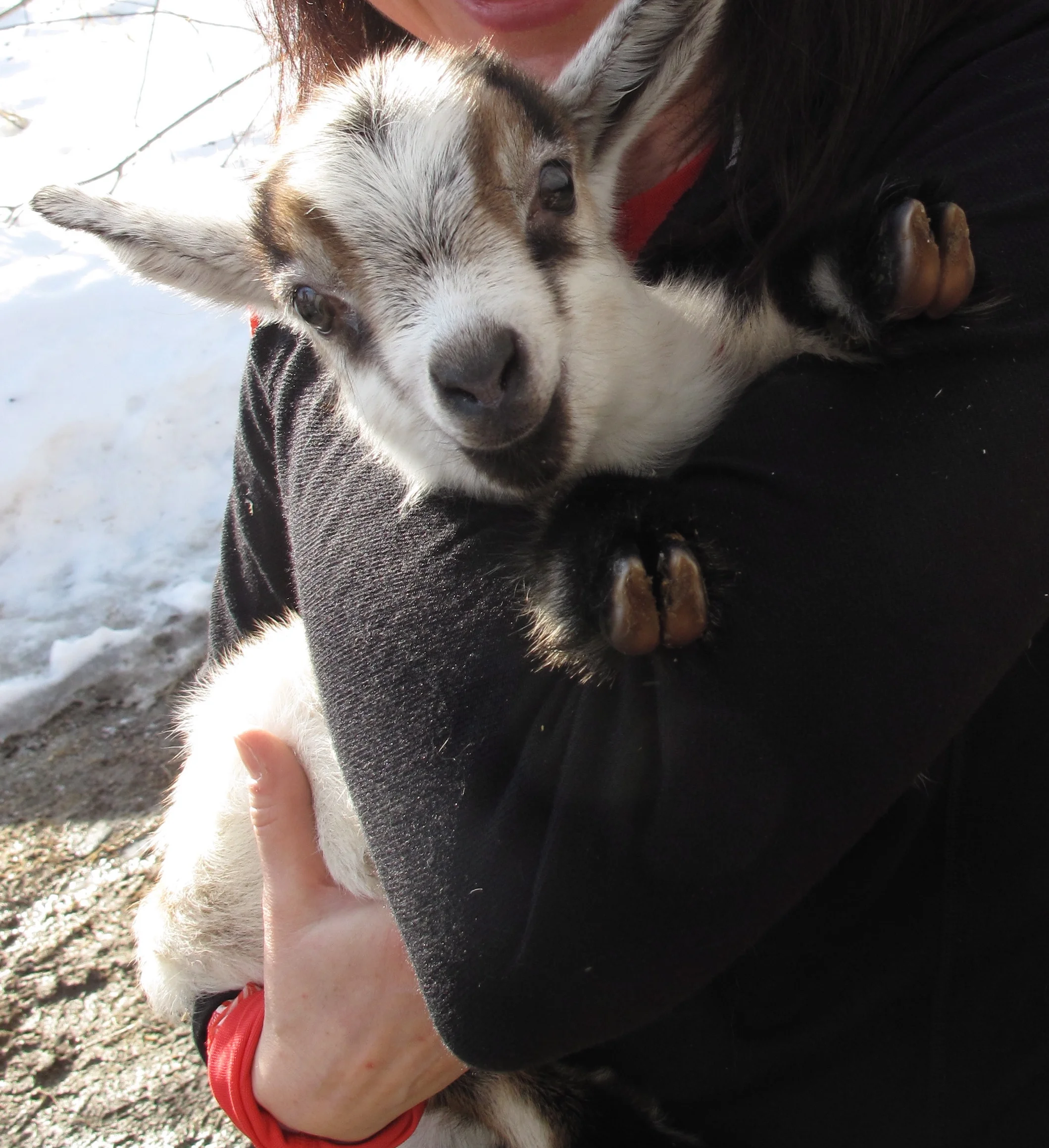 All right, I know you wanted to see it. So here's the kid, named Mini, that we nearly took home with us from a goat farm a couple of years ago. Could you have resisted?