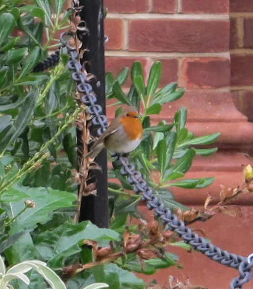 I'll give you one for your bird list: the European robin. We photographed this one in England in October.