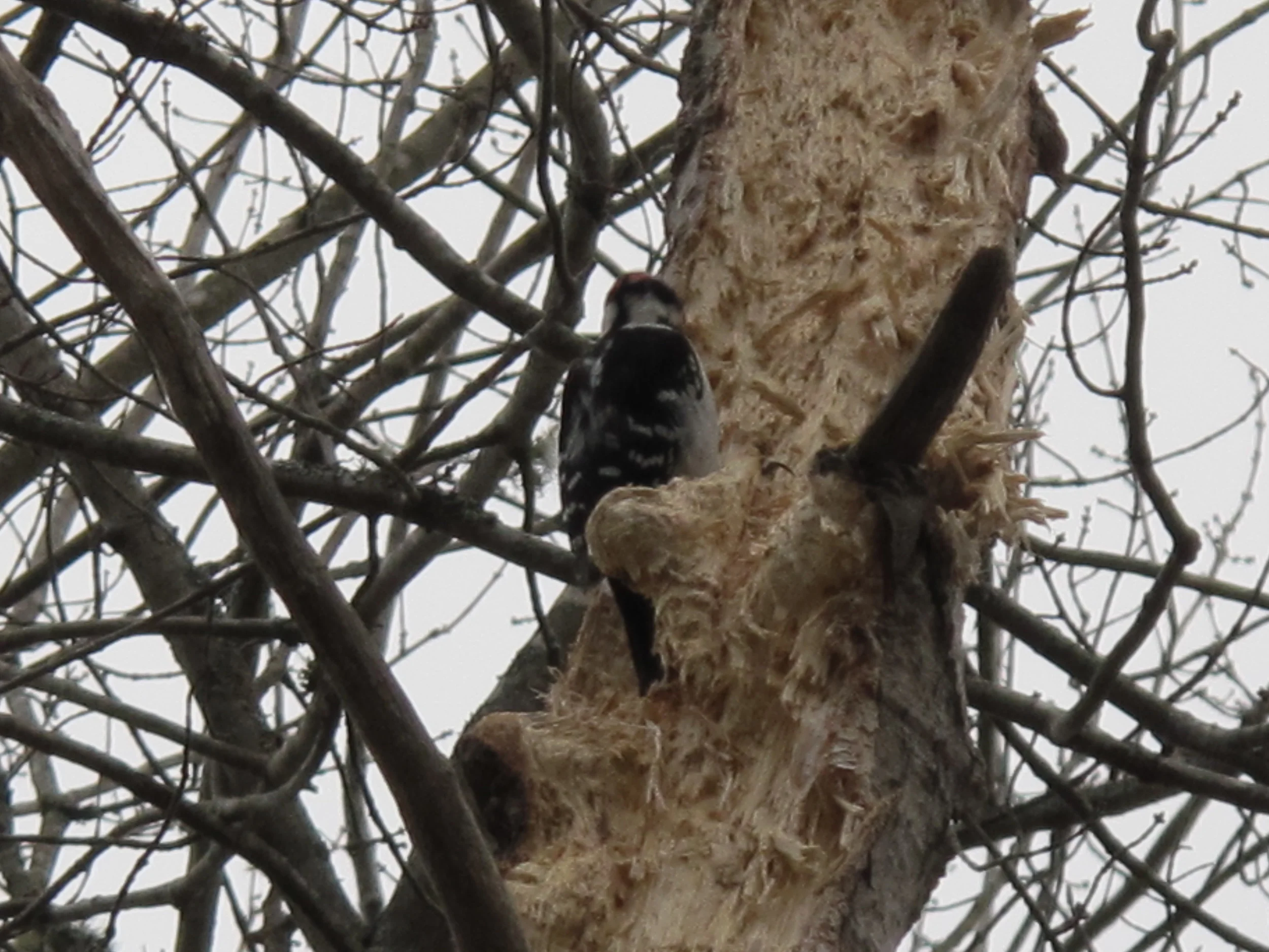 If the sloth represents one end of the indolence scale, this fellow tree-dweller must signify the other. The industrious hairy woodpecker we've been observing lately is turning this former evergreen into pulp at a rate of up to 20 hammer-pecks per second. Nature's little drummer boy?