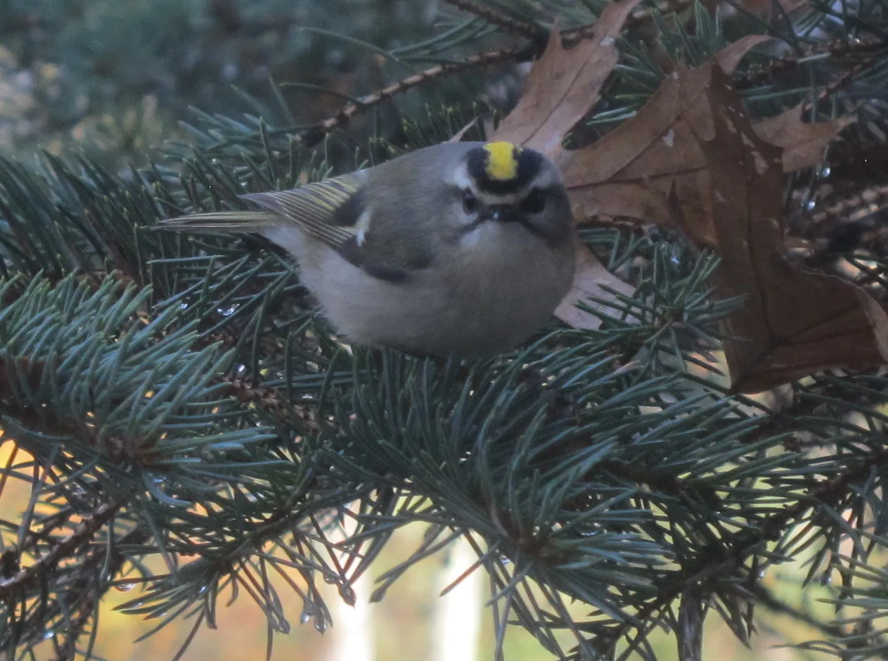 This kinglet flitted around the same tree that holds one of our feeders, but didn't have any interest in bird seed.