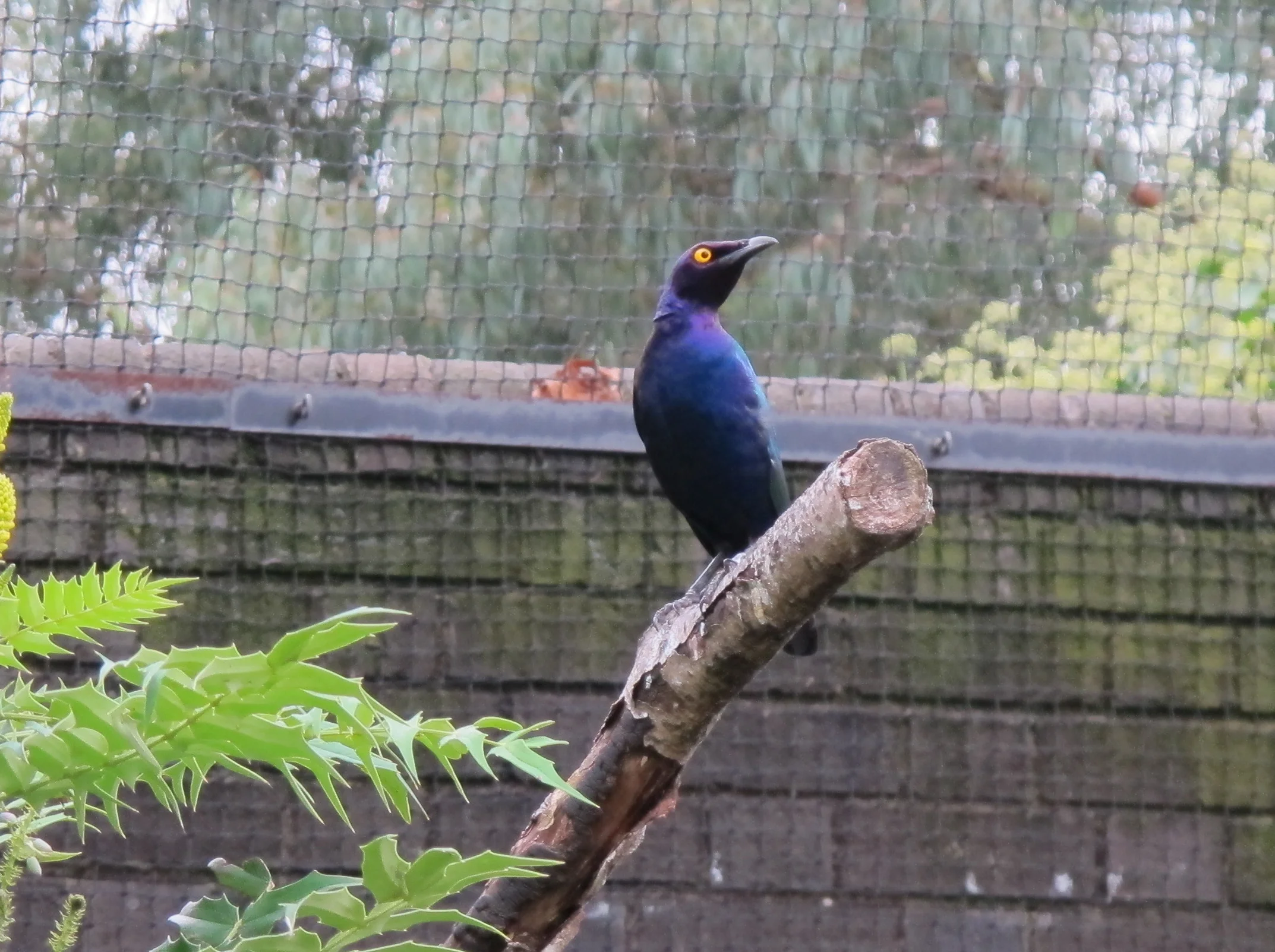 This African purple glossy starling gave us a chatty earful and a yellow eyeful. The iridescence of its feathers comes from light hitting specially structured granules of melanin, the same pigment that largely determines human skin color. I suspect we would be rather scary looking if our skin were iridescent and we had irises the color of New York taxis.