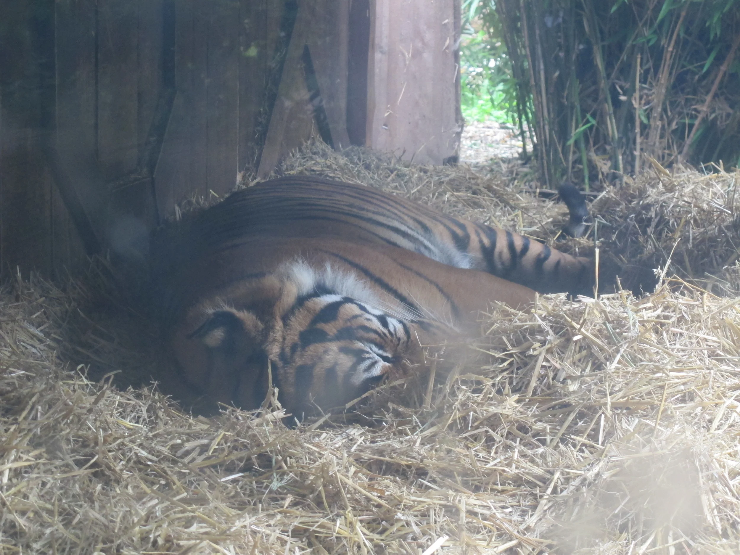 This Sumatran tiger snoozed through our visit, but presumably would be pleased to know that the zoo is building a much larger tiger enclosure that will try to recreate an Indonesian rainforest environment and will open in early 2013.