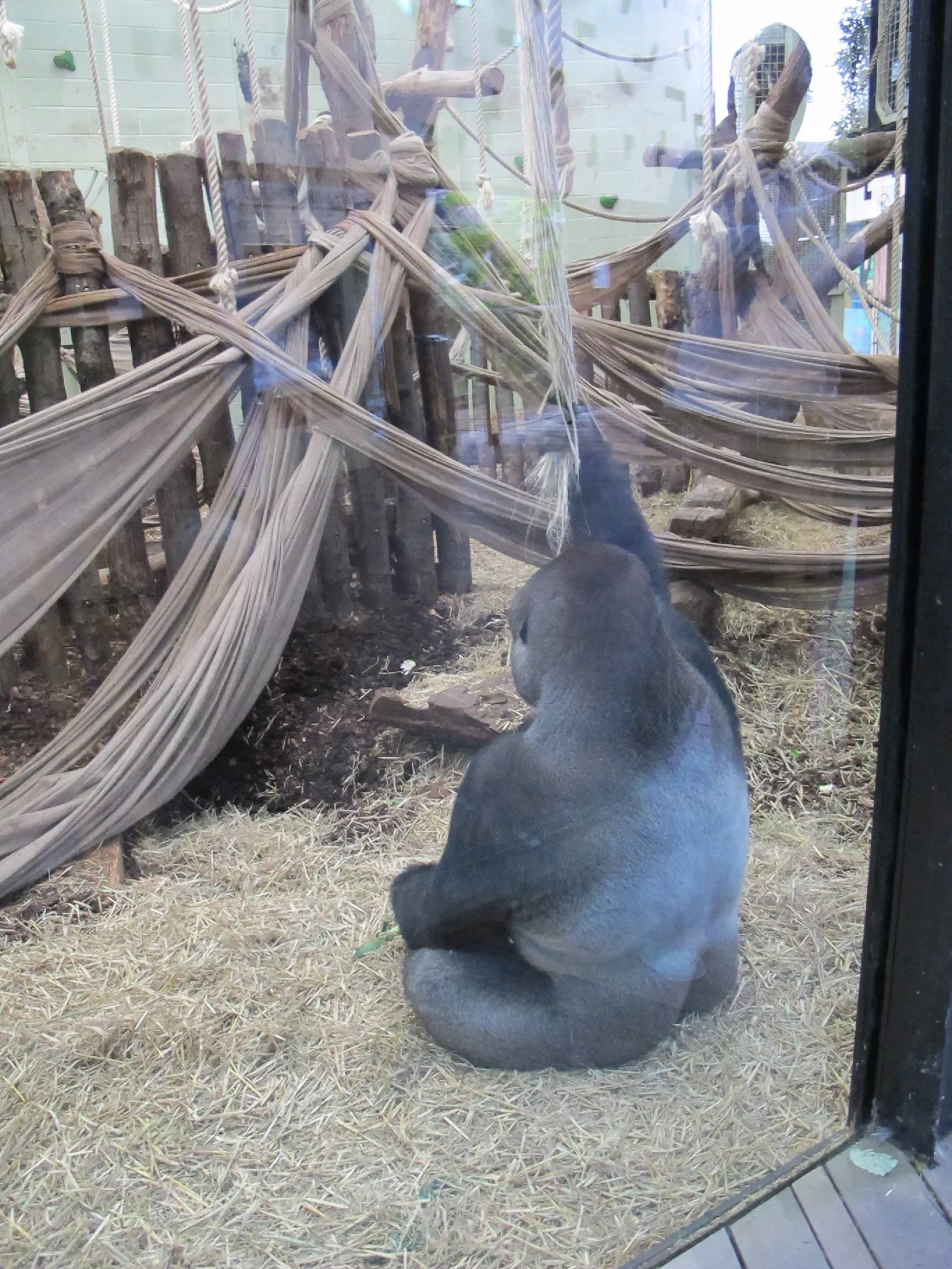 The zoo is part of an international breeding program for western lowlands gorillas like this contemplative character, who seemed to yearn for something more than the climbing ropes and sheets at his glassed-in home.