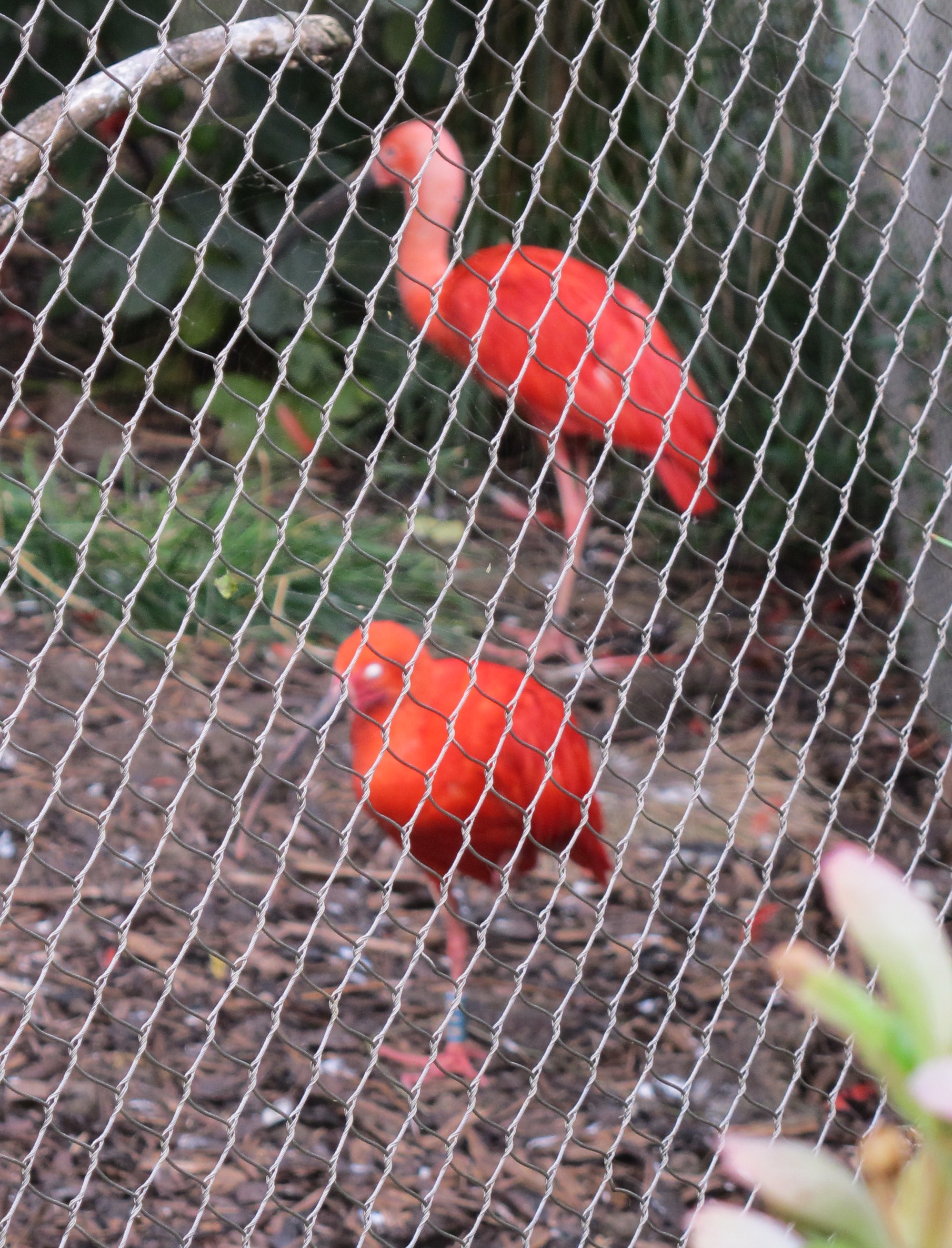 This is a terrible photo (camera focused on the fence), but the color of these scarlet ibises was phenomenal.