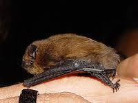 The pipipstrelle is a small bat that can eat as many as 3,000 insects in a night.