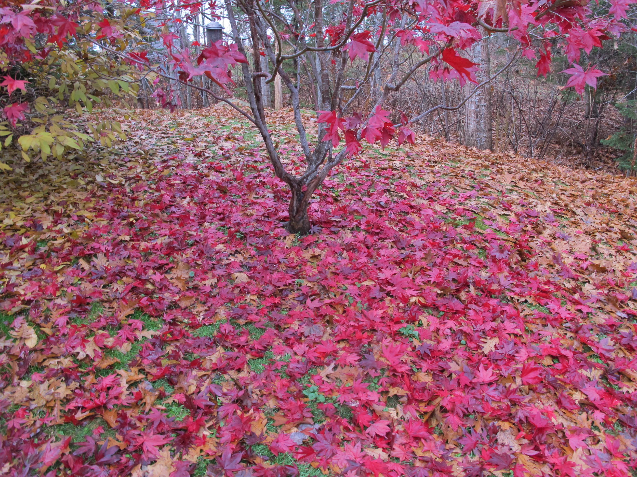 Why would oak, Japanese maple and rugosa rose leaves all fall off en masse on the same morning?